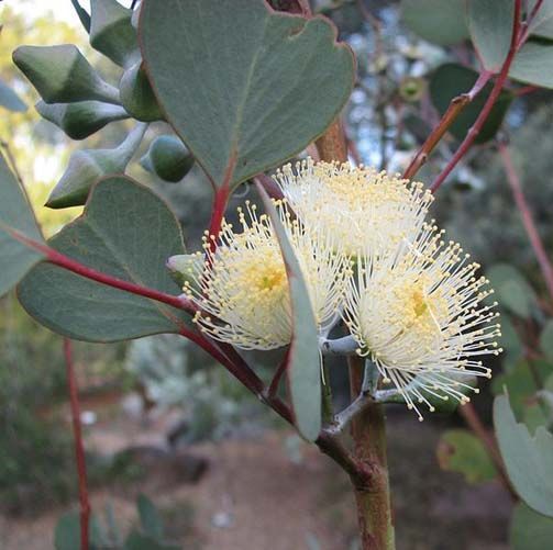 Eucalyptus Essential Oil Blue Mallee 3